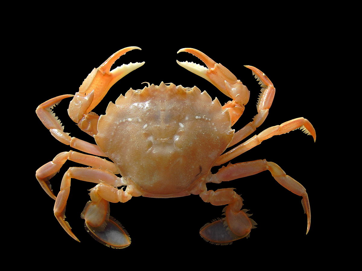 1200px Liocarcinus holsatus