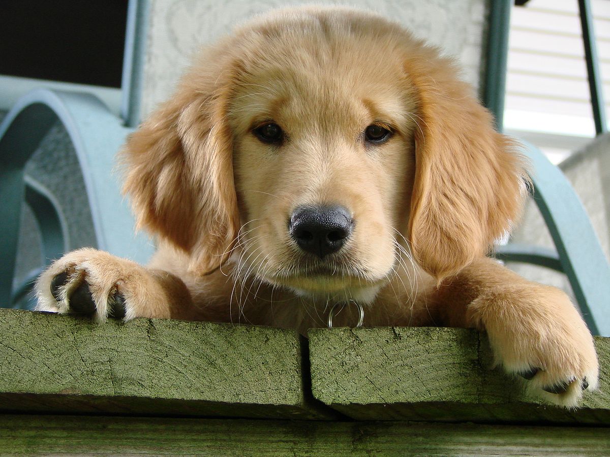 Callie the golden retriever puppy