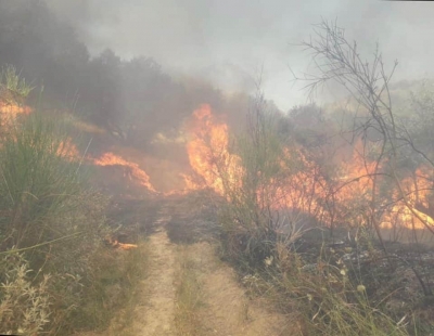 Berisha:Zjarr ne ullishten shekullore te Frakulles se Madhe.Narkoshteti me vakanca!