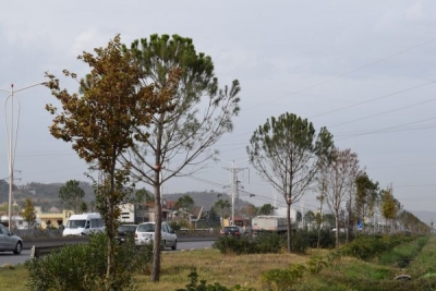 ‘Mbi 5500 euro për një pishë’: Nisin hetimet për Bashkinë e Tiranës