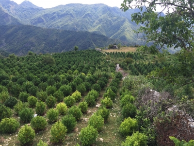 Urdhri sekret i kryepolicit; shkatërrimi i përgjimeve prishi hetimet për fushën e kanabisit