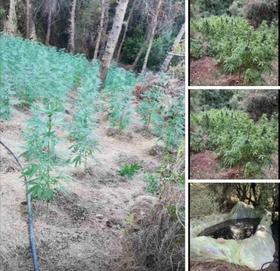 Berisha/Gramozi hashash bleruar.Keto parcela jane te narkoqeveritareve!