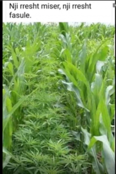 Berisha:Novacion! Metoda e re e Edvin Kristaq Droges.