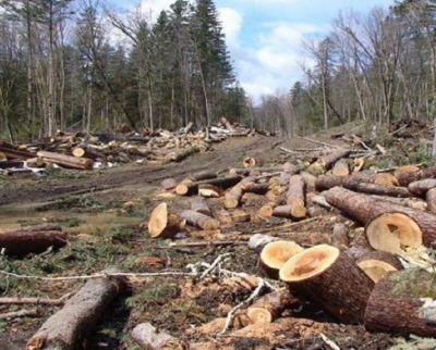 Berisha:Moratoriumi qe shkaterroi pyjet.Sharra e krimit te rende mjedisor nuk kursen as pyjet e Dangellise.