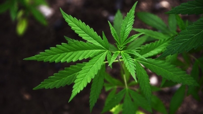 VIDEO/ Mirësevini në plantacionet e kanabisit në Krujën e narkoshtetit...