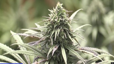 Legalizim kanabisi? Ekspertët amerikanë kundër Ramës: Rrjetat kriminale do rendin pas këtij fitimi, ja problemet sociale