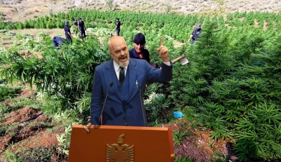 Legalizimi i kanabisit/Media amerikane: Si po planifikon Rama të pengojë Integrimin e Shqipërisë në BE.