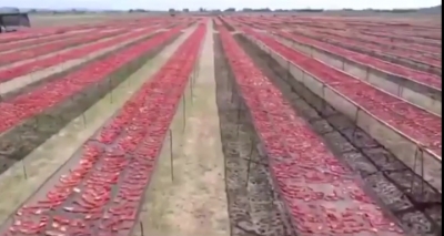 Berisha:Edvin Genjeshtra krenohet me fermen e zyrtareve te tij.E paraqet ate si veper te fermereve te thjeshte.