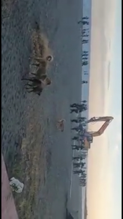 Berisha:Kjo eshte hapja e sezonit turistik ne Velipoje. Ne plazh vetem narkopolice dhe qene.