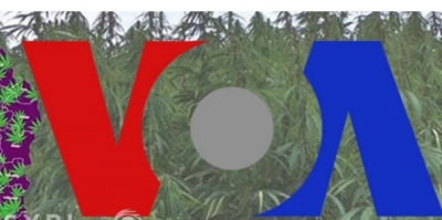 Zëri i Amerikës: Zgjerohet harta e vatrave me narkotikë, tani edhe në Lazarat