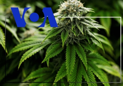 Ekspertët: Legalizimi i prodhimit të marijuanës medicinale nuk ndal krimin, problemet sociale