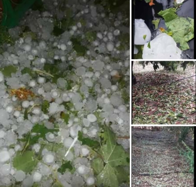 Berisha:Moti ju shkaterron prodhimin.Per narkoqeverine fermeret nuk ekzistojne!