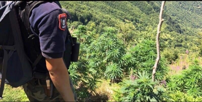 Berisha:Narkotrafikantet ne Kruje presin me bresheri kallashi narkopolicine!