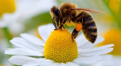 Zhdukja e bletëve, urdhërohet ndalimi i 6 pesticideve, ja cilat janë