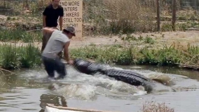 Video/ Zgjodhi lojën e gabuar! Si e pësoi burri që po ‘argëtohej’ me krokodilin...