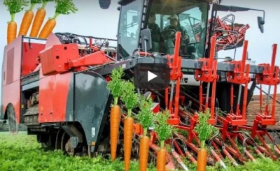 Video/ Proçesi i mbjelljes së karotave deri në daljen në treg