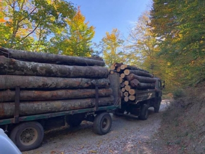 Vazhdon masakra në pyje/ Malltezi: Ja çfarë po ndodh në fshatin e “tualetit”…