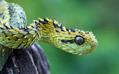 Fotogaleri/ Ja kush janë 25 kafshët dhe insektet që vrasin më shumë njerëz në vit