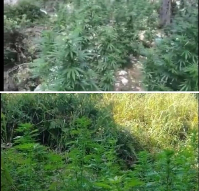 Berisha:Ne Devoll te arat e hashashit te Edvin Droges dhe gjeneral Hashashit.