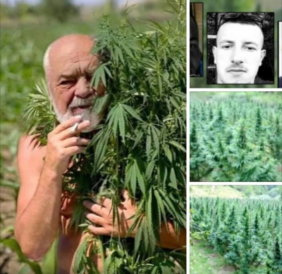 Berisha:Viktima te kanabisit “medicinal” Rama-Lleshaj!Dy te rinjte u ekzekutuan sepse prishen pazaret e droges te narkoqeveritareve.