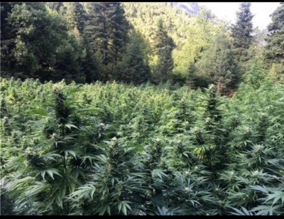 Berisha:Malet e Kuksit plot me droge!Nen patronazhin e Gjicit dhe narkopolicise.