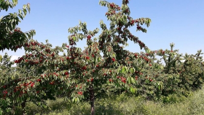 Paradoksi i bujqësisë! Qershitë flaken në Dibër, në Tiranë me 2 mijë lekë/kg