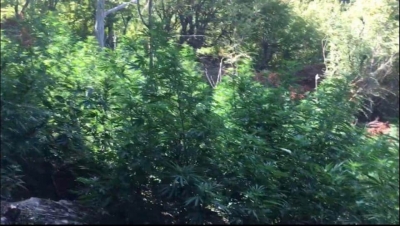 Berisha:Zbulohen 15 mije rrenje kanabis ne Kashnjet. General Hashshi urdheron te mos preken! Mbrohen nga narkoshteti!