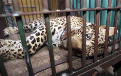 E tmerrshme/ Leopardi rrëmben fëmijën, kujdestarja nuk e kishte vënë re