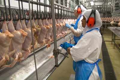 Me salmonelë, bllokohen 27 ton fileto pule nga Brazili! Gjobitet edhe një supermarket në Tiranë