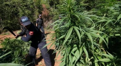 Zëri i Amerikës/Pandemia se ndali kultivimin e hashashit në Shqipëri