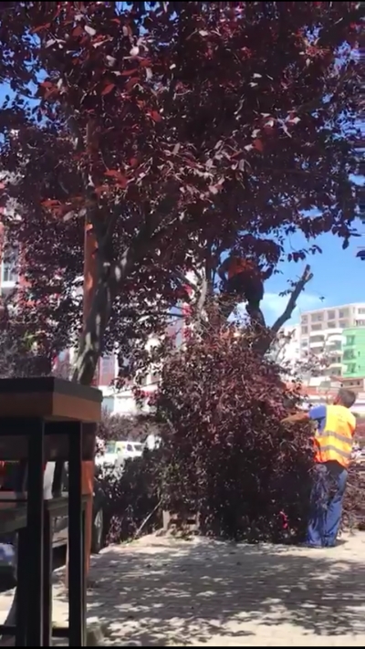 Pasi vodhen me tenderin e mbjelljes tani sharrojne kumbullen e kuqe!Kjo sepse duhet te vjedhin me nje tender tjeter te kumbullave vishnje!