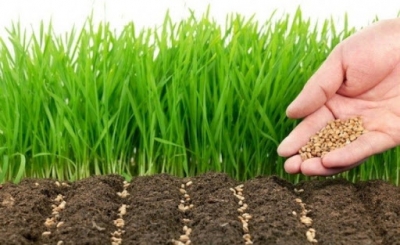 ‘Do përfitojnë vetëm fermerët me kollare’/ Eksperti: Ja si e dëmton kultivimi i hashashit, bujqësinë