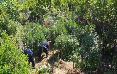 OKB: Shqipëria, vendi kryesor i hashashit në Europë. Mafia e lidhur njësh me pushtetin