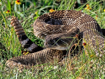 Nuk do ta besoni, gjarpëri me kokën e prerë kafshon kopshtarin