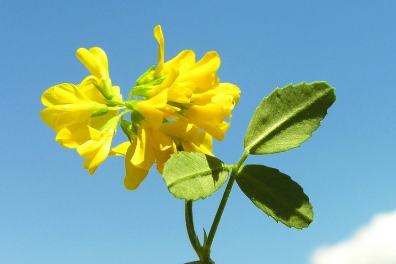 Trëndelina, bima medicinale që stimulon prodhimin natyral të insulinës