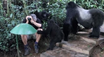 I dalin gorillat në pyll, befasohet nga ajo që i ndodh