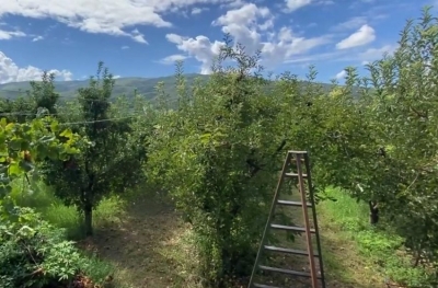 Cërrik, fermerët ankohen për tregun, prodhimet po shiten nën kosto: Shteti na ka braktisur