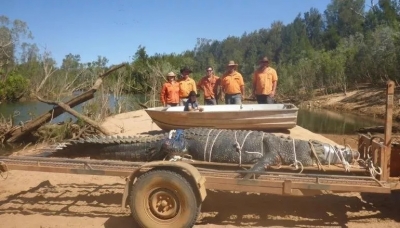 FOTO/ Kapet krokodili 600 kg në kërkim prej 8 vitesh