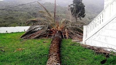 Rrëzohet palma dhe zë çiftin e bashkëshortëve poshtë, vdes burri