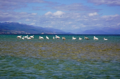 Flamingot shfaqen në Pogradec, ndodh për herë të parë