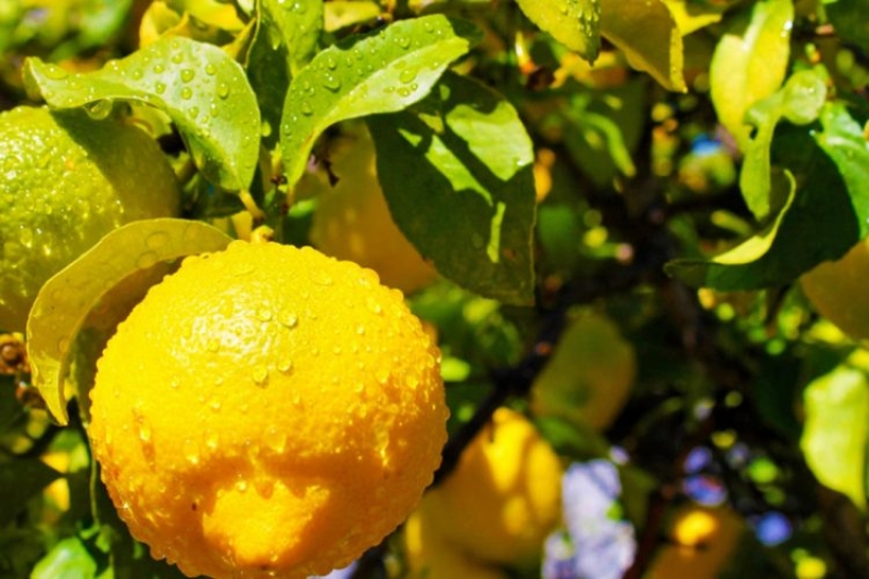 Fuqia kurative e gjetheve të limonit, si t’i përdorni