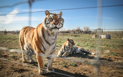 Tigri del pozitiv me koronavirus në kopshtin zoologjik në Nju Jork