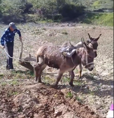 Berisha publikon videon e fermerit nga Kavaja duke punuar tokën me gomar në 2018
