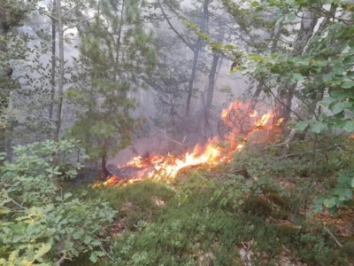 Zjarri në Krastë shkrumbon mbi 70 hektar pyje, dyshohet i qëllimshëm