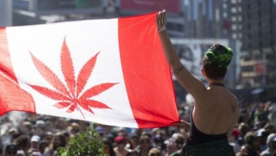 Kanada/ 56 vota pro legalizimit të marijuanës